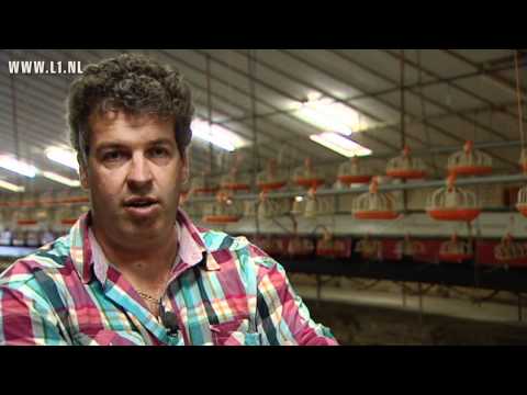 12½ jaar L1 - Zorgen van een kippenboer