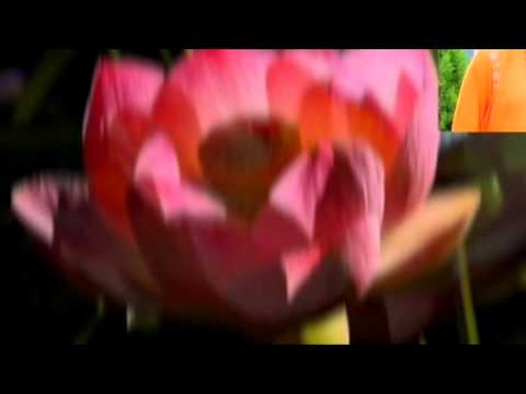 Happy Birthday Adarniya Osho Maitreya