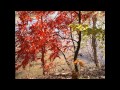A Fall Walk - music by David Tolk