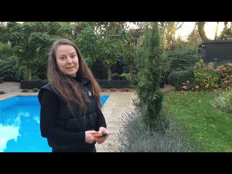 Sådan forbliver dine lavendler flotte, store og smukke år for år.