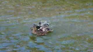 LA River Duck Rape Moresome