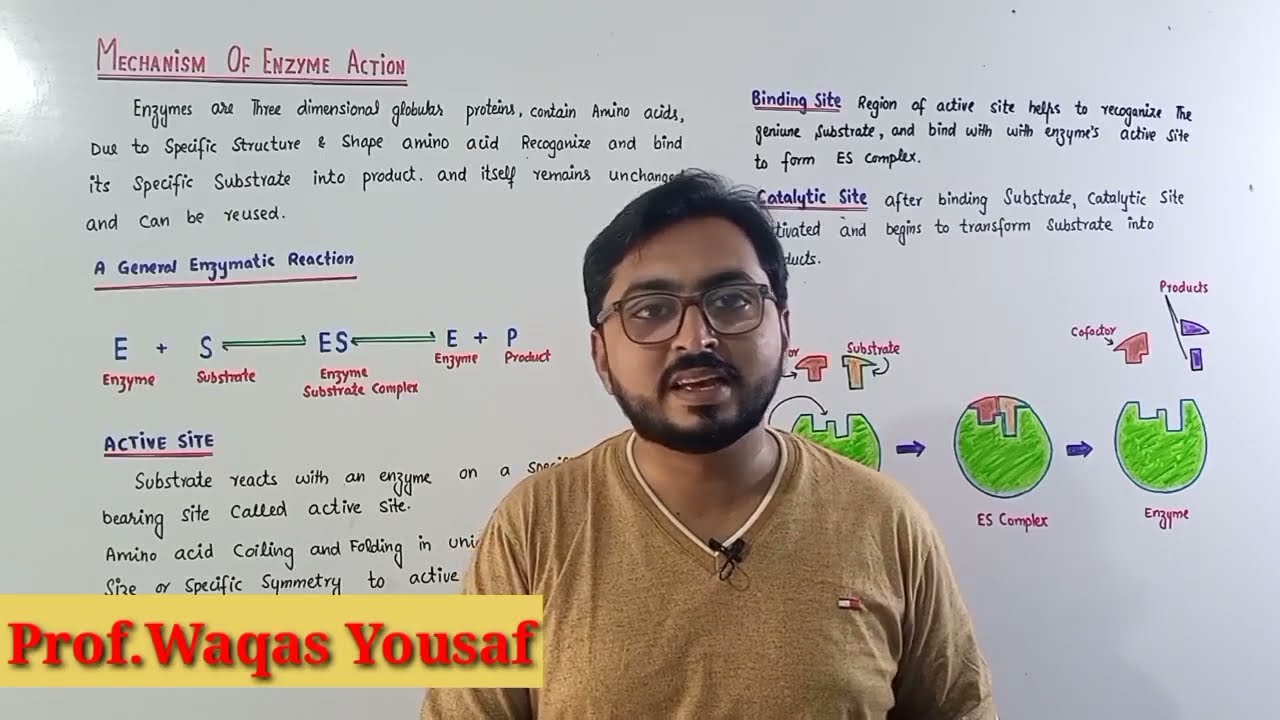 Mechanism of Enzyme action |  Enzymology