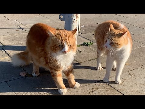 Four male cats yelling at each other for territory