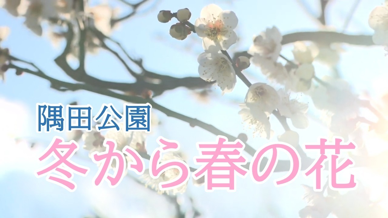 【台東区】隅田公園　冬から春の花