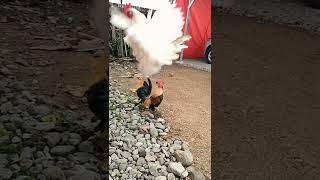 Download lagu Ayam Kate mp3 Download lagu Ayam Kate mp3