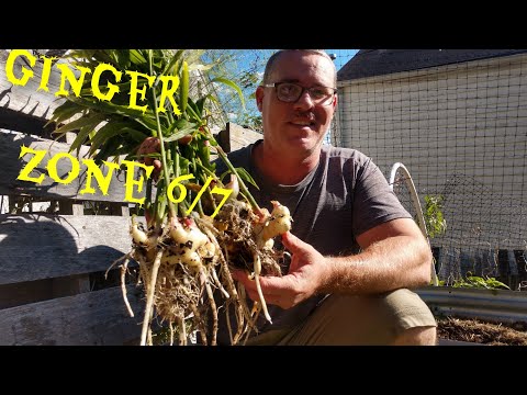 Will GINGER grow in Zone 6??
