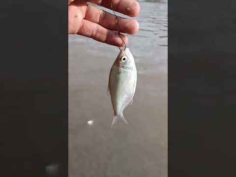 PESCA DE SARDINA POR MONTONES EN LA PINTADA ANTIOQUÍA.
