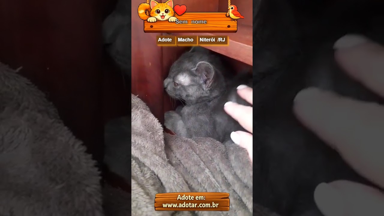 Gato raça SRD-ViraLata idade 2 a 6 meses nome Sem nome