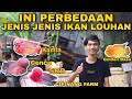 Ciri Khas Ikan Louhan Yang Membedakan Dari Ikan Hias Lainnya