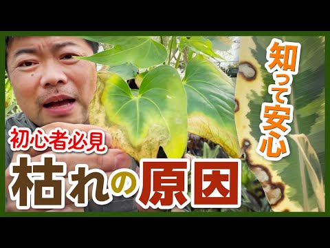 葉が黄色くなったスパティフィラムの手入れ方法は？原因は何ですか?  庭園