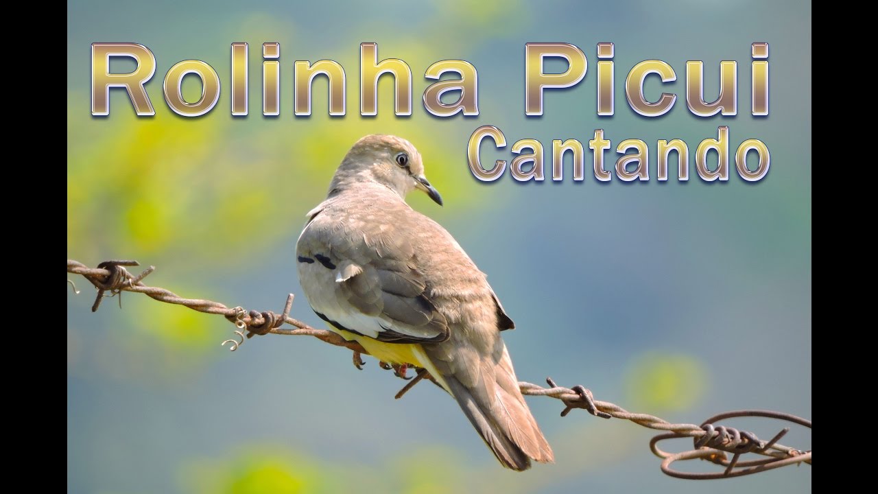 Rolinha picui cantando ao vivo na natureza gravada em HQ para ensinamento de filhotes