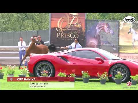 N 8 CPE RANIYA   Vesuvio Trophy 2022   International   Yearling Fillies Class 1B