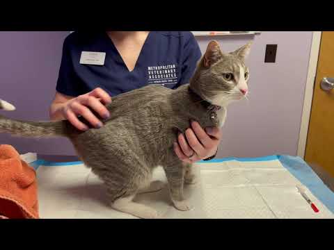 Insulin administration for Pets