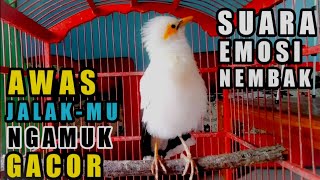 Download lagu cukup 2 detik jalak putih PAUD - MACET BUNYI ikut gacor -  masteran jalak putih gacor full isian mp3