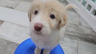 Video preview image #24 Bordoodle Puppy For Sale in CONWAY, MO, USA