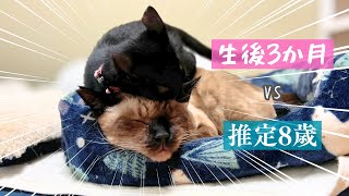大先輩に無謀な戦いを挑む新入り子猫ｗｗ【仲良し大作戦Part3】【保護猫/黒猫&シャム猫/シャムミックス&ノルウェージャンフォレストキャット】 #cat #japanesecat #保護猫
