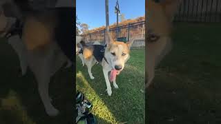 Video preview image #1 Huskies -Unknown Mix Puppy For Sale in Corona, CA, USA