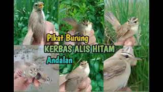 Download lagu Pikat Burung KERBAS ALIS HITAM andalan.by Milanova mp3
