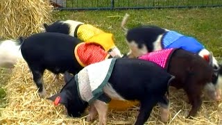 preview picture of video 'Hot Buttered PIGLET Races!'