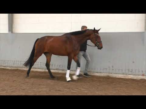 Fürst Jazz - Prince Thatch xx, Stute, geb. 2017