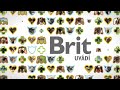 Krmivo pre psov Brit Care Sustainable Sensitive Insect & Fish 12 kg