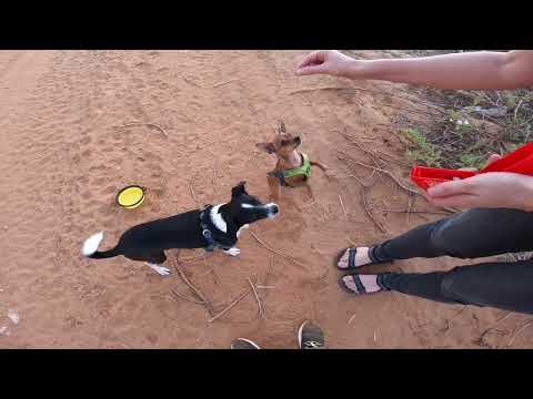 Evening walking with dogs near the Mediterranean sea, Netanya.