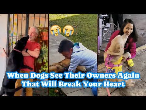When Dogs See Their Owners Again That Will Break Your Heart ❤️
