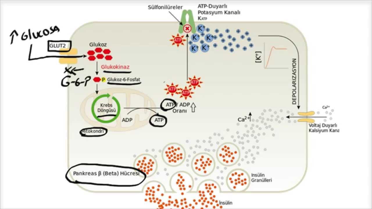 Síntesis y secreción de Insulina