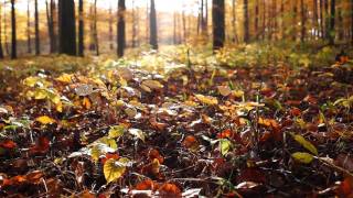 Video thumbnail for Sony Alpha 77 by AKNatura