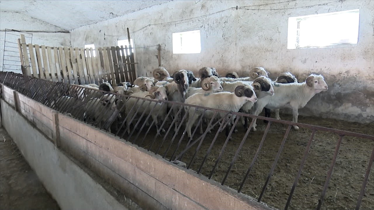 “Zoonozat”, kërcënimi i padukshëm nga kafshët te njerëzit. Marrja e masave për luftimin e insekteve dhe parazitëve
