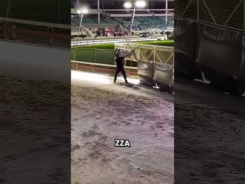 Jak zatrzymuje się wyścig chartów! 🐕🏁