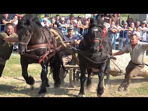 Concurs cu cai de tractiune Gilau, Cluj proba de dublu 11 Iunie 2022 Nou!!!