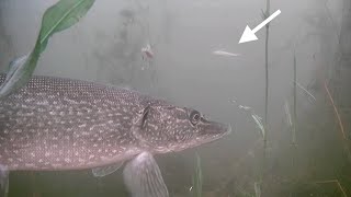 EARLY ICE Fishing For NORTHERN PIKE (Awesome Underwater Footage)