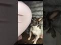 Face Farting My Dog Pt 3 Facefart Fart Facesitting Dog Doglover Girlfartonface Girlfart