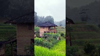 Download lagu Suasana syahdu saat hujan turun di saung #HalamanBelakangKebon #suasanapedesaan #rural #village mp3