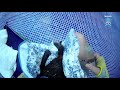 Rescuing Bat Off The Bottom Of An Empty Pool This Is The Pool Boy