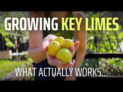 5 Things You Might Not Know About Growing KEY LIMES (And Why You’ll Want To)