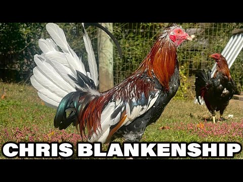 Beautiful Birds Pure Kent Mug Spangled Toppy Grey Muff - Chris Blankenship Farm USA