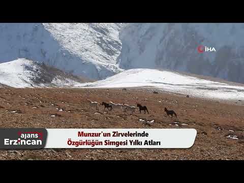 Munzur'un Zirvelerinde Özgürlüğün Simgesi Yılkı Atları