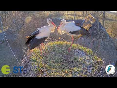 Baltie stārķi Tukuma novadā 2021.gada 7.aprīlis 7:17-7:30