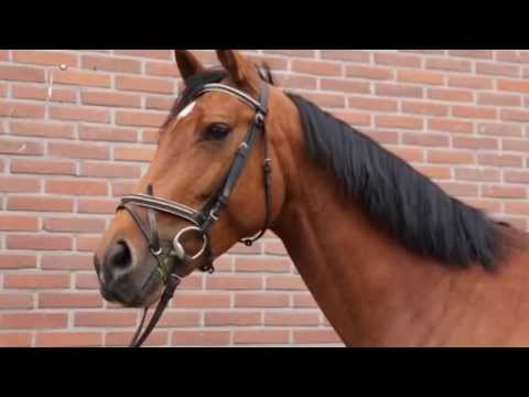 Alle pony's en paarden van Manege de Barlo