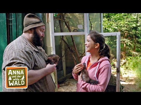 Dem Wolf auf der Spur | Reportage für Kinder | Anna und der wilde Wald | #1
