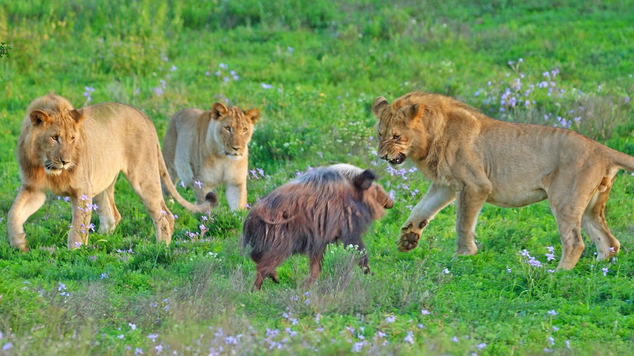 Cornered Bushpig Tries Fighting 5 Lions