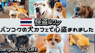 【最初で最後】犬・ネコ カフェの回  Dog cafe in BKK 2023