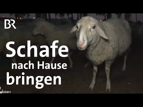 , title : 'Ab ins Winterquartier: Die Schäferin führt ihre Herde in den Winter | Schwaben & Altbayern | BR'