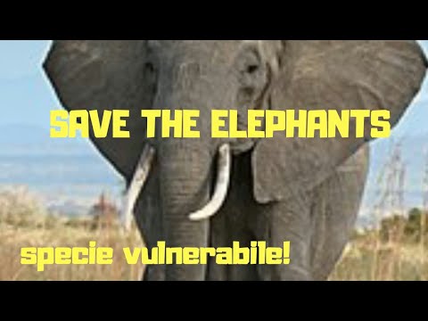 SALVIAMO GLI ELEFANTI! SAVE THE ELEPHANTS! | specie vulnerabile