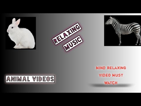 Animals video | calm video | shiju _creation