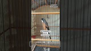 Download lagu cendet gacor materi kunti sambung gereja mewah #cendet #gacoran #materi #kuntilanak #grejatarung mp3