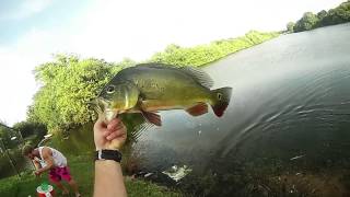 Peacock Bass Fish Circle