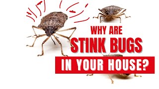 Why Are Stink Bugs in Your House